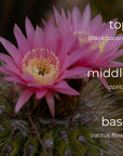 Close-up of a pink cactus flower with color swatches labeled top, middle, and base.