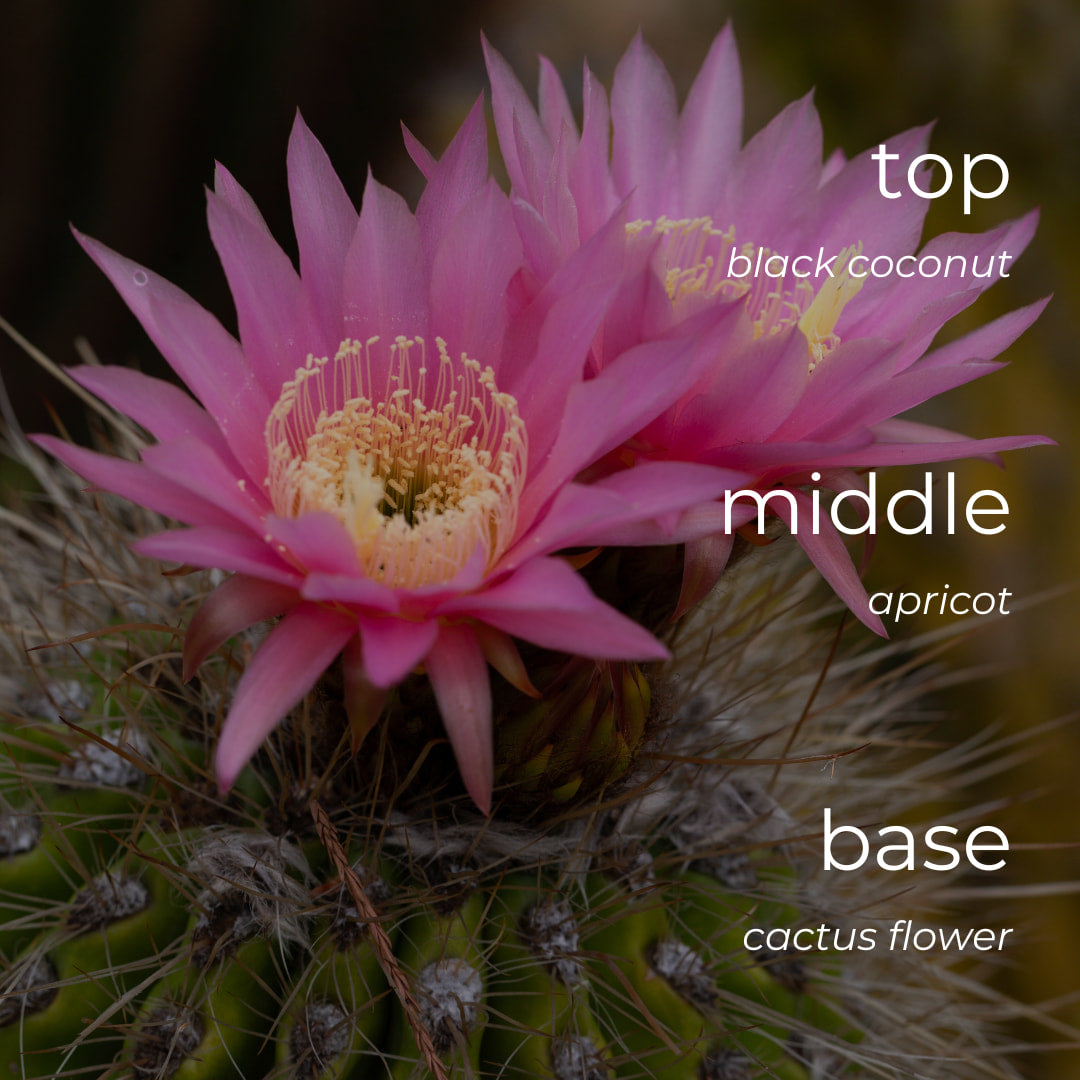 Close-up of a pink cactus flower with color swatches labeled top, middle, and base.