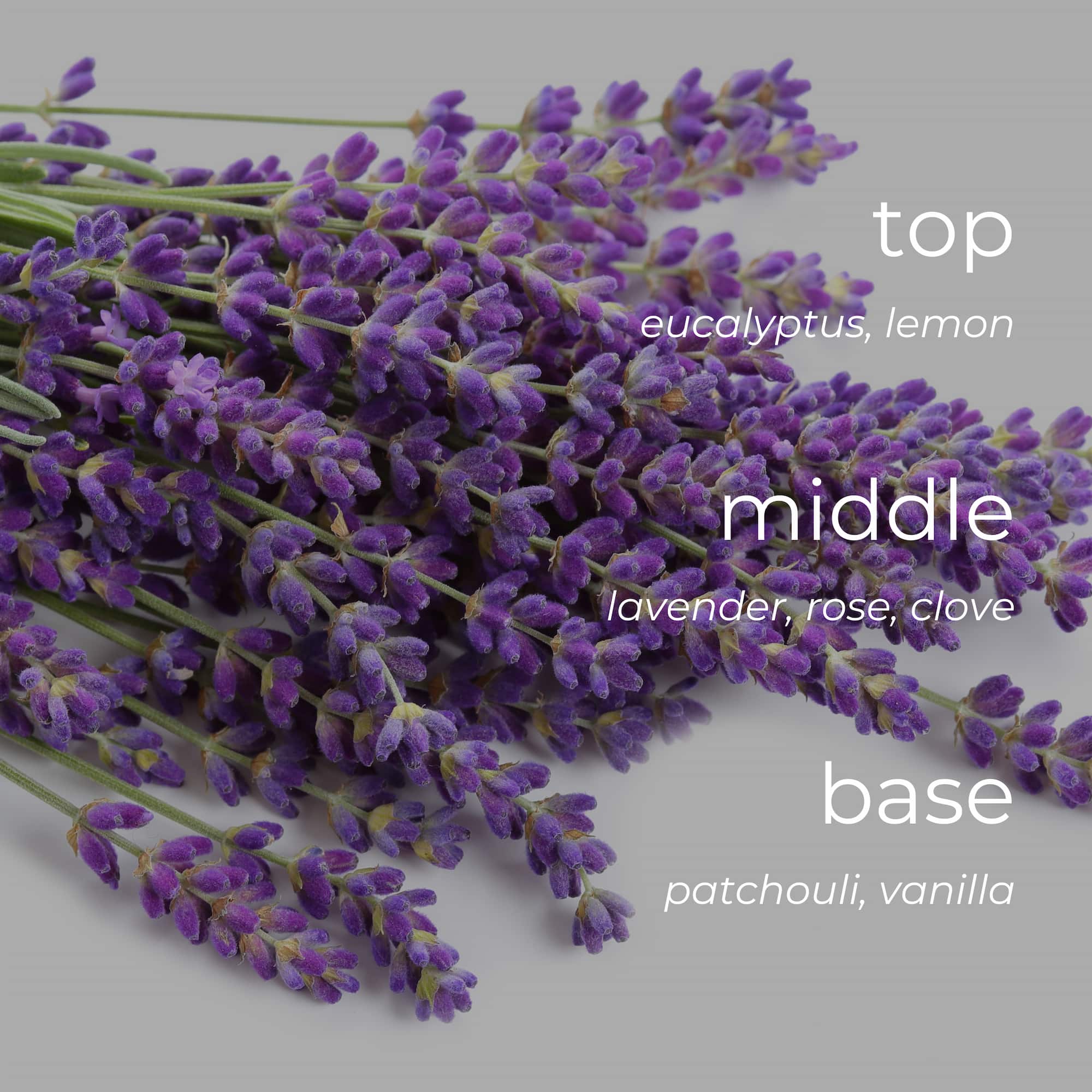 Bouquet of lavender with fragrance description text on a gray background