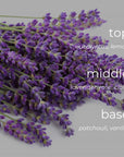 Bouquet of lavender with fragrance description text on a gray background