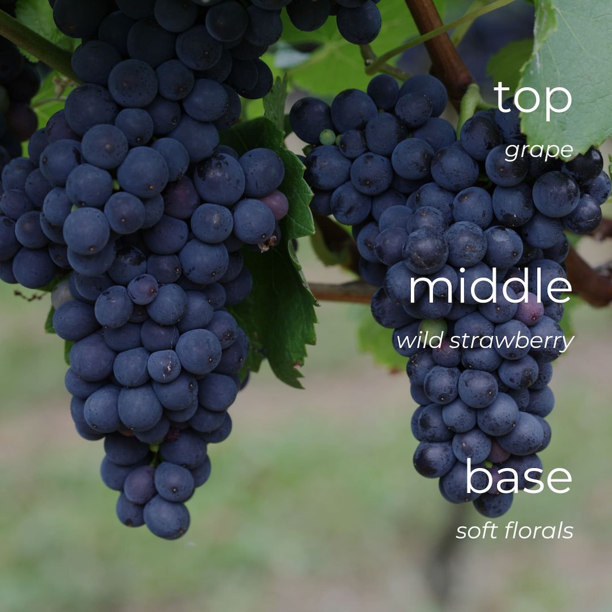 Bunches of grapes with text indicating flavor profile
