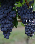 Bunches of grapes with text indicating flavor profile